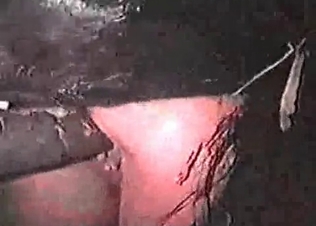 Crazy stallion in the stunning zoo porn