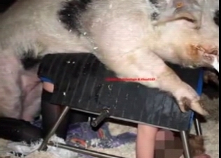 Good bestiality photo compilation