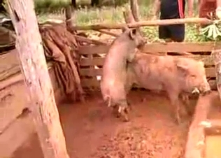 Two pigs fucking and being filthy