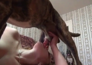 Strong hound can't stop banging its owner