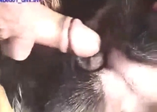 Zoophile madness with lots of hard gaping