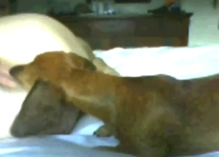 Dog getting fucked deeper and harder by a man