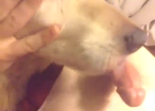 Zoo sex scene with a dog that sucks hard dick