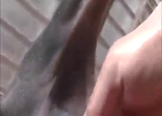 Cow fist fuck with a horny dude banging hard