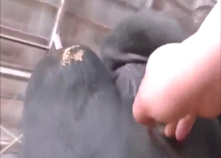 Cow fist fuck with a horny dude banging hard