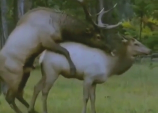 Sexy animals fooling around with lots of mating