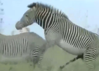 Sexy animals fooling around with lots of mating