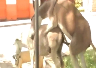 Donkey-on-donkey sexiness with hot fucking