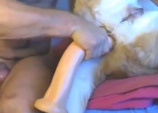 Dog's asshole is going to get fucked silly