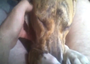 Zoophile guy is going to showcase his boner