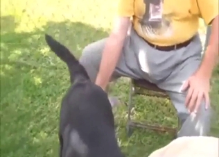 Zoo porn shows a dude who gathers dog semen