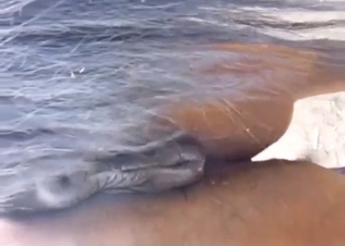 Zoo XXX teasing you with a wet mare cunt