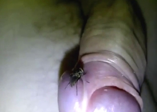 Zoophile with a fly fetish gets a nice pleasing