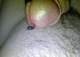Zoophile with a fly fetish gets a nice pleasing