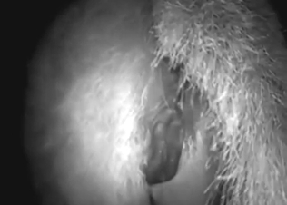 Dude cannot wait to finger and fuck that mare